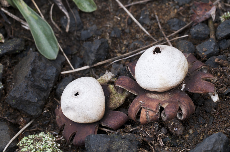 Geastrum floriforme